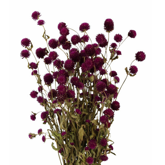 globe amaranth - purple