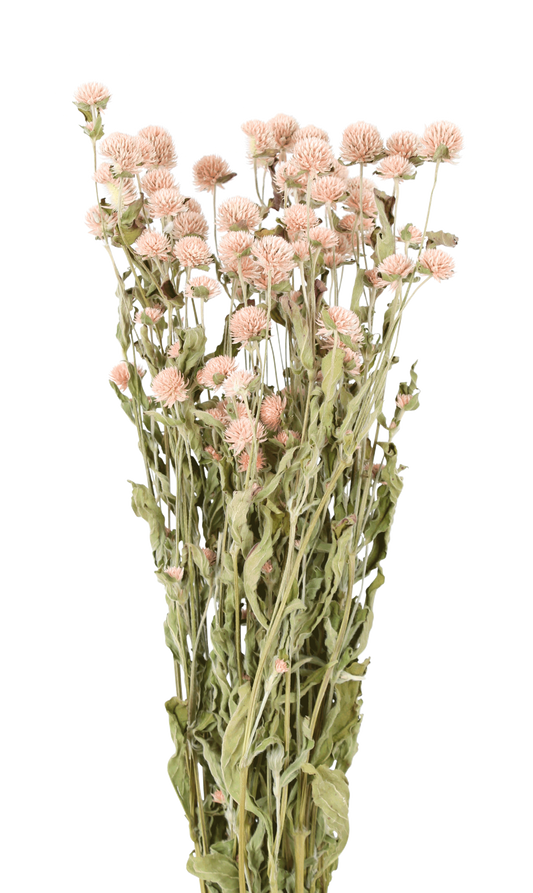 globe amaranth - peach