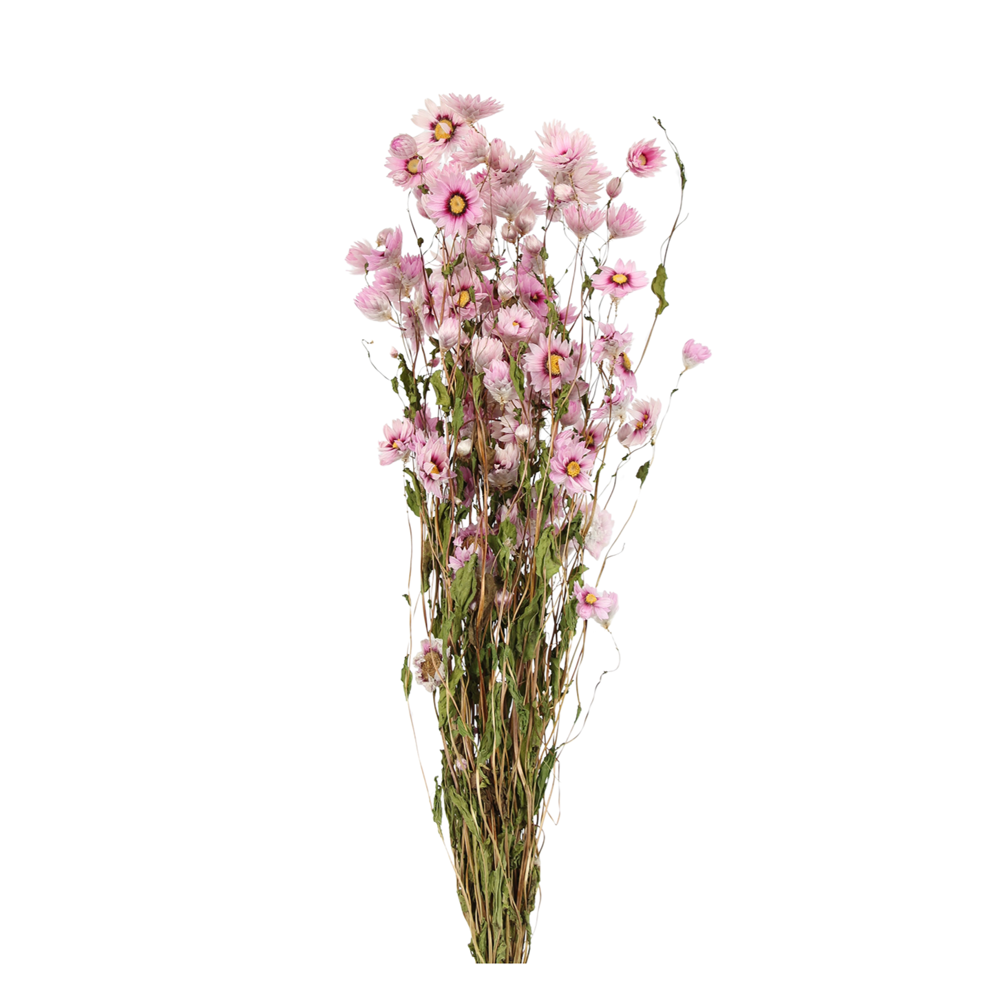 rodanthe - pink