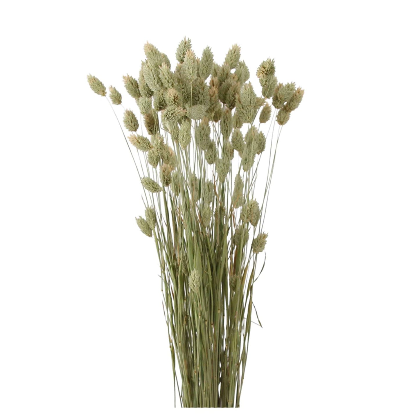 phalaris grass - 4oz - natural green