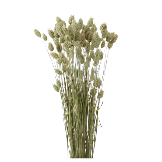 phalaris grass - 4oz - natural green