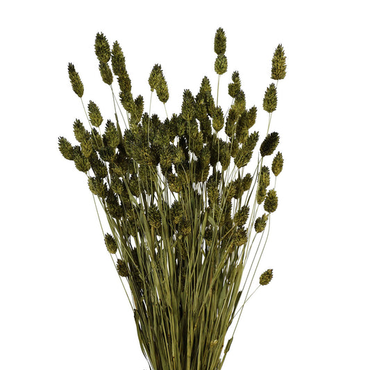 phalaris grass - 4oz -  moss green