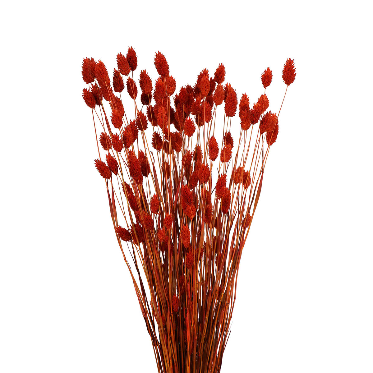 phalaris grass (4 oz) orange