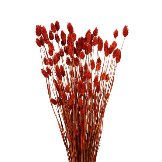 phalaris grass (4 oz) orange