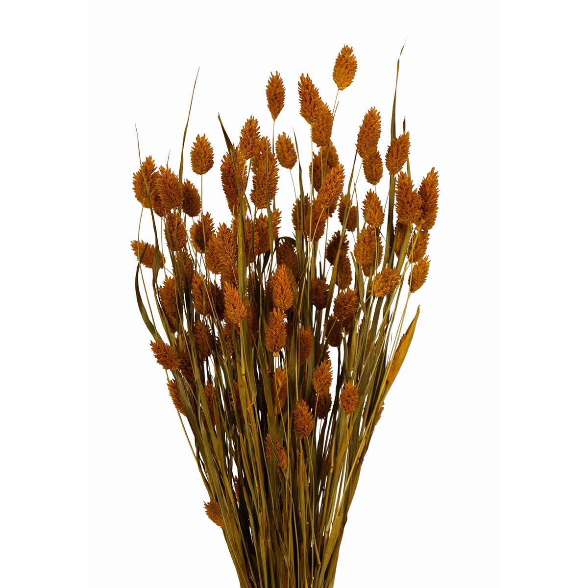 phalaris grass (4 oz) yellow