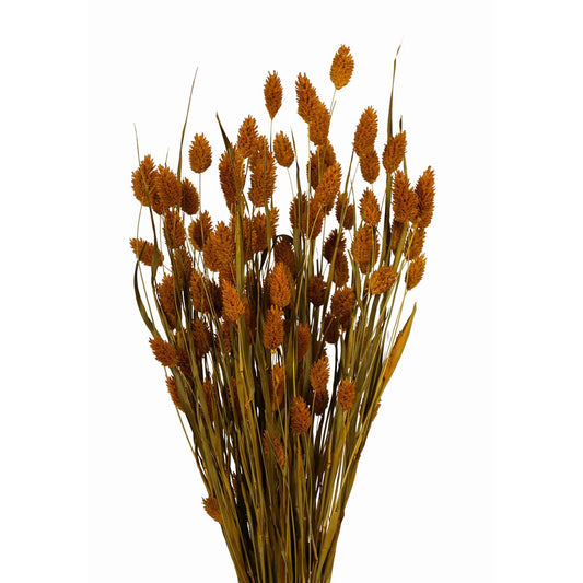 phalaris grass (4 oz) yellow