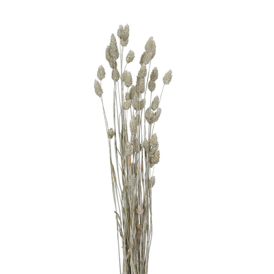 phalaris grass - 2oz - white wash
