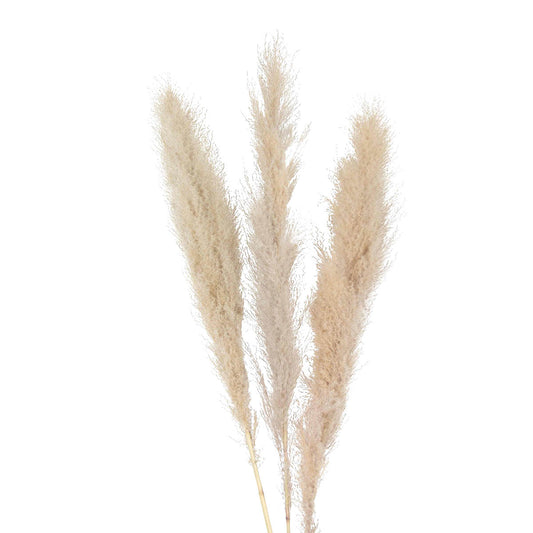 phalaris grass - 2oz - bleached