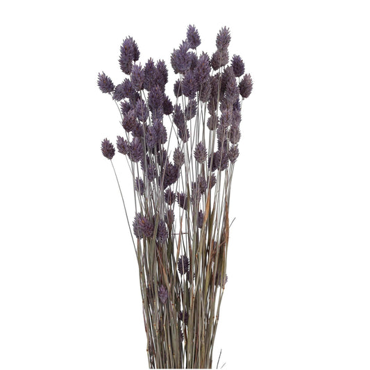phalaris grass - 2 oz - light purple