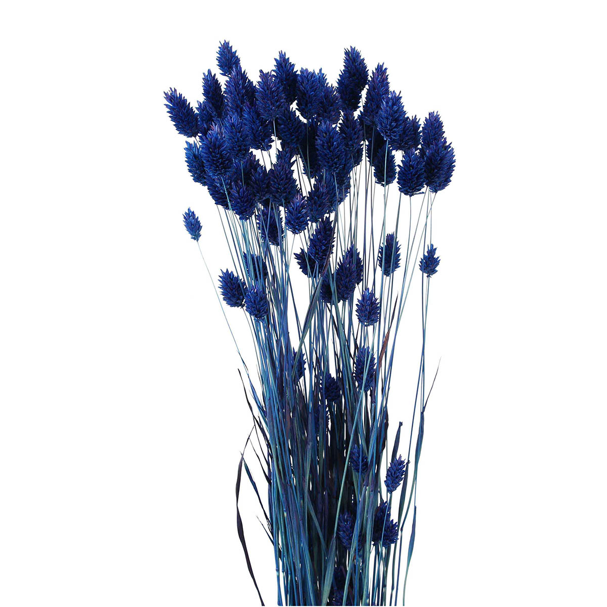 phalaris grass (4 oz) dark blue
