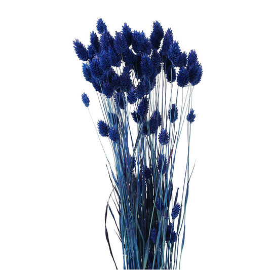 phalaris grass (4 oz) dark blue