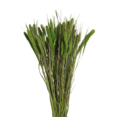 seteria - 4oz - moss green