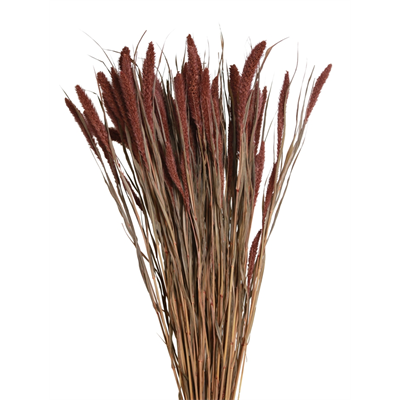 seteria - 4oz - mahogany