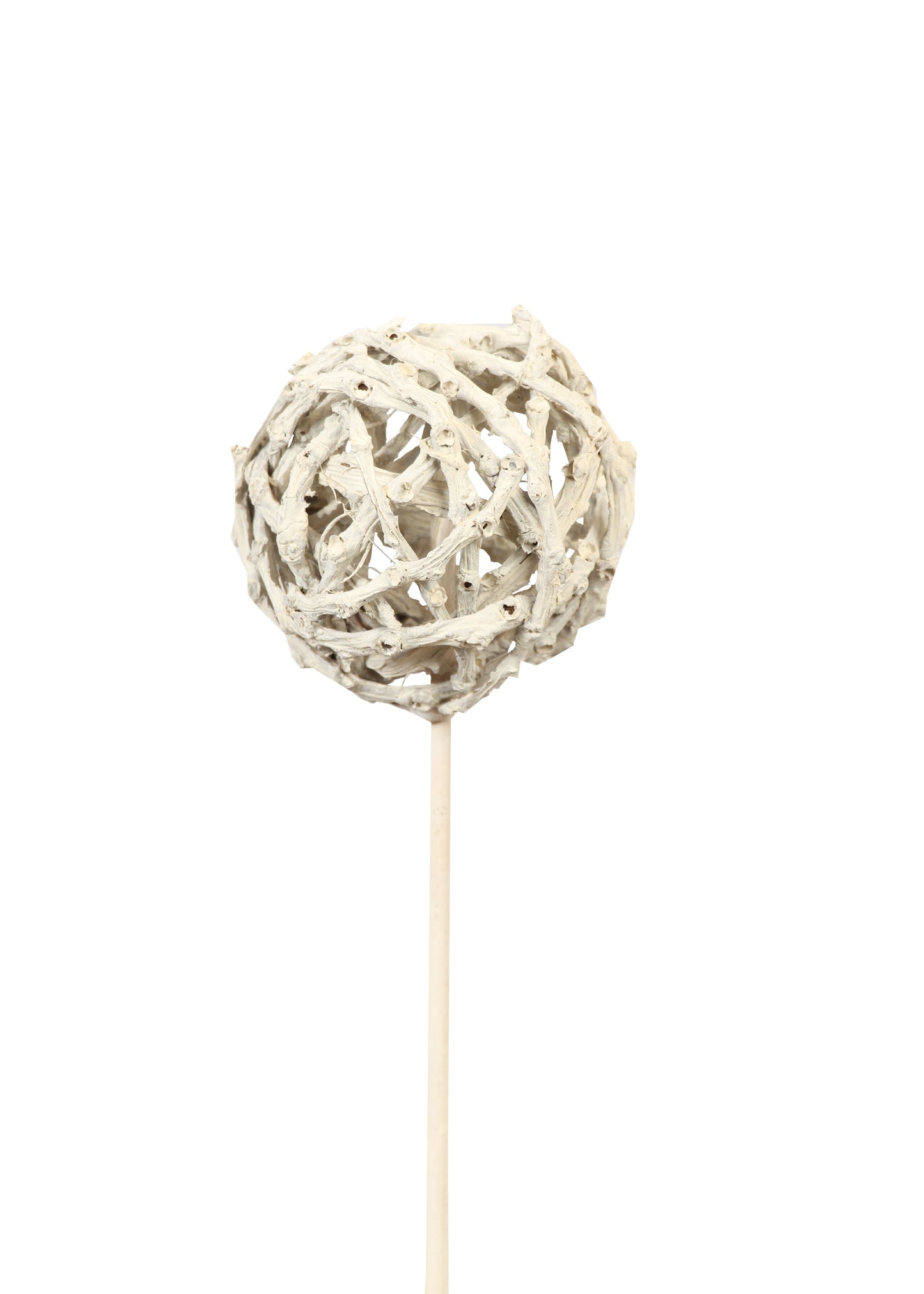 root ball 8cm on stem - white wash - bulk - 150/case