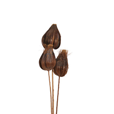 sakia pods on stem - bulk - 100/case