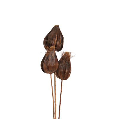 sakia pods - natural