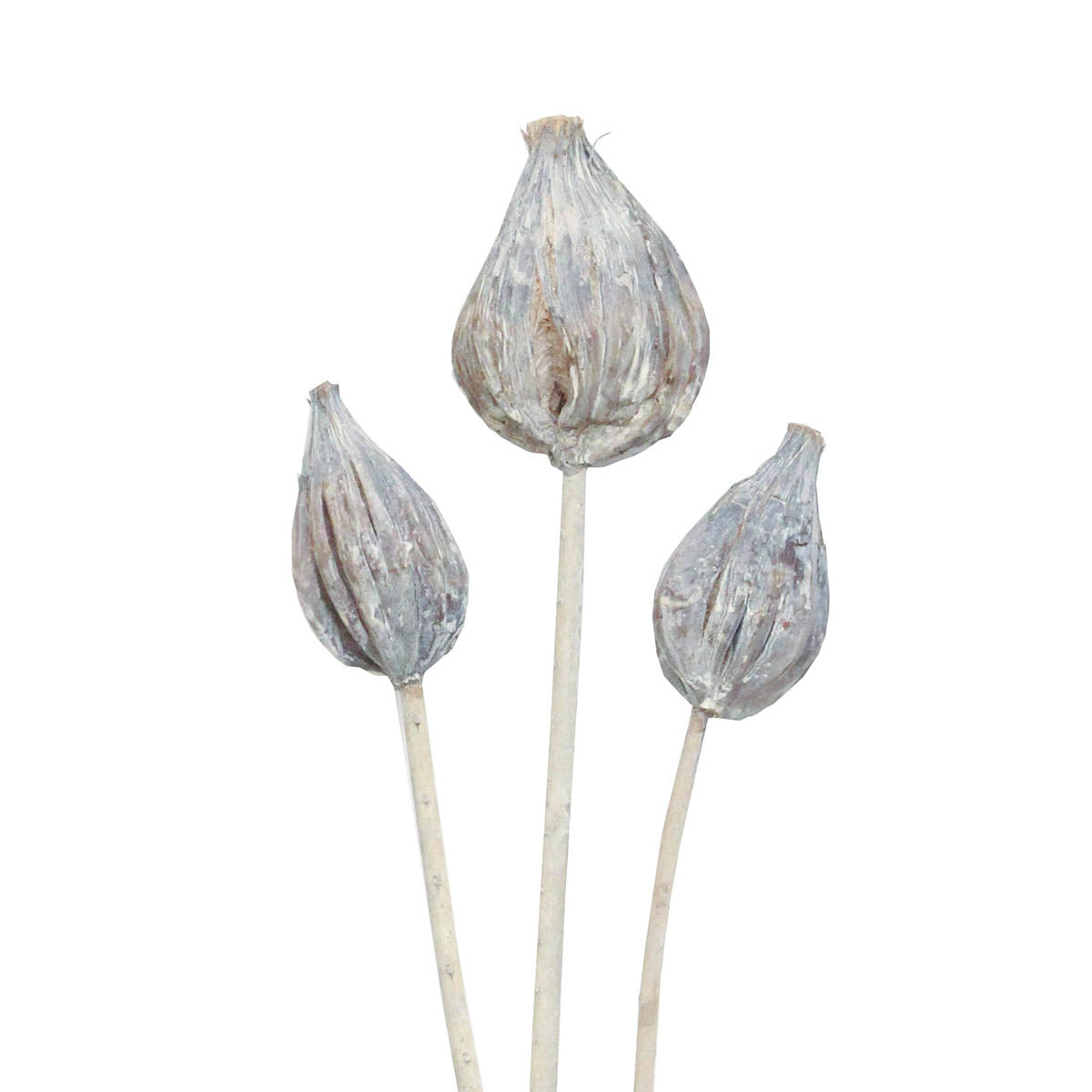 sakia pods - white wash