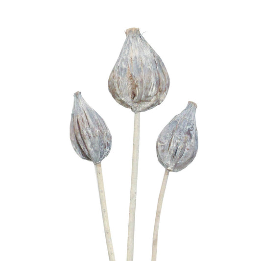 sakia pods - white wash