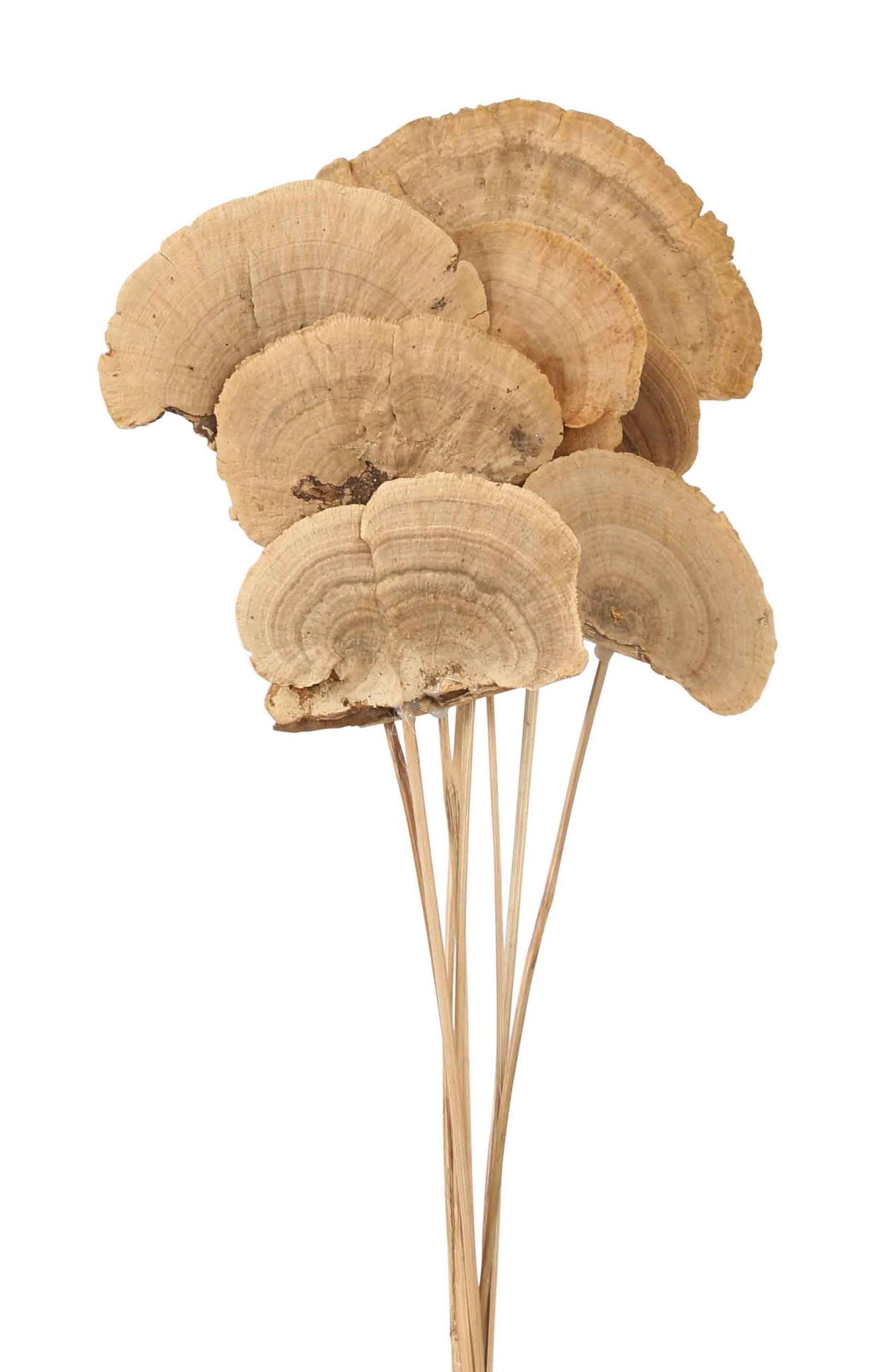 sponge mushroom - natural - stem - bulk - 100/case