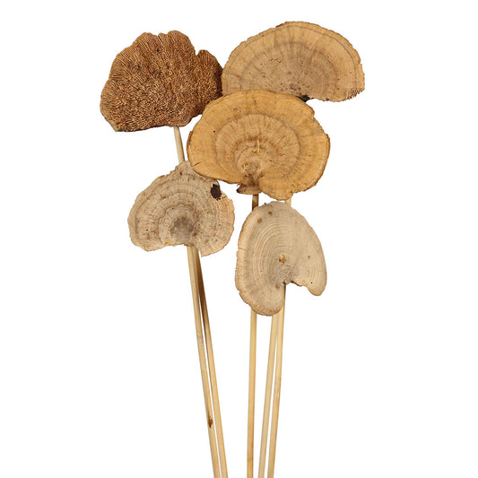 sponge mushroom - natural