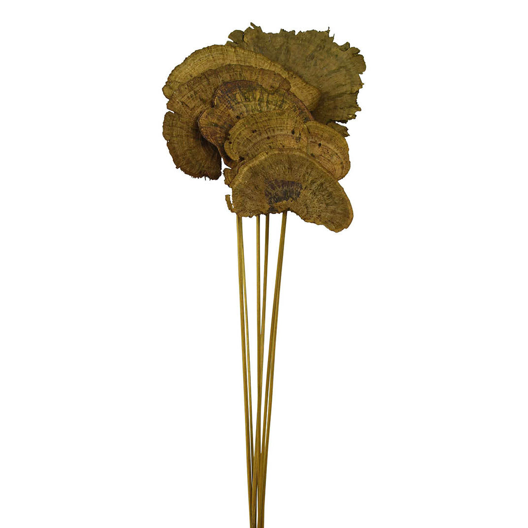 sponge mushroom - moss - bulk - 100/case