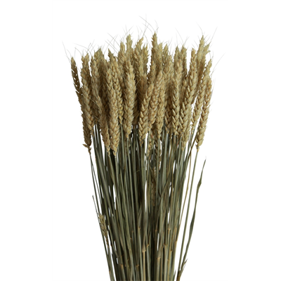 tarwe/triticum - 6oz - natural