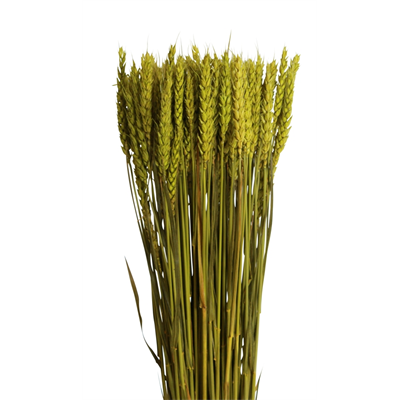 tarwe/triticum - 6oz - moss green