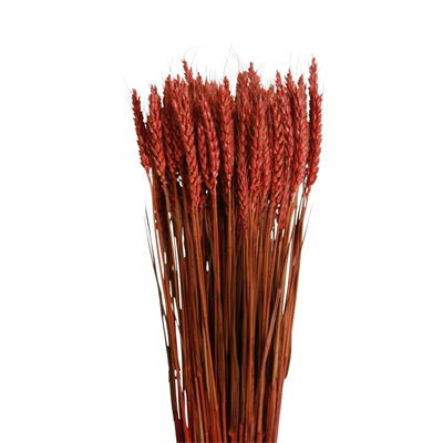 tarwe/triticum - 6oz - mahogany