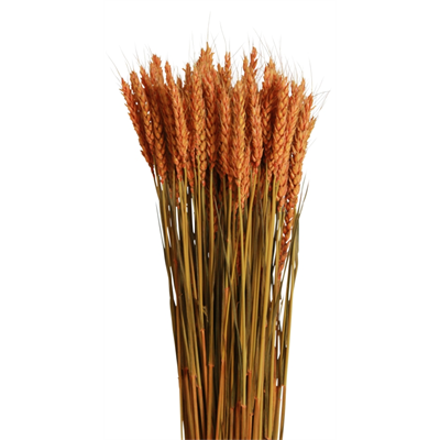 tarwe/triticum - 6oz - orange