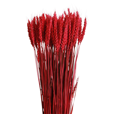 tarwe/triticum - 6oz - red