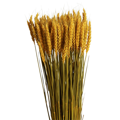 tarwe/triticum - 6oz - yellow