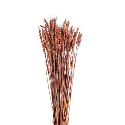 bearded tarwe - 6oz - mahogany