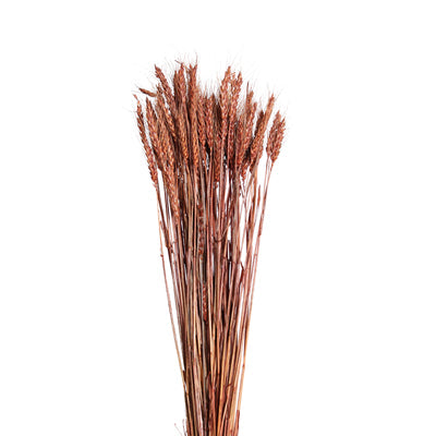 bearded tarwe - mahogany - bulk - 20/case