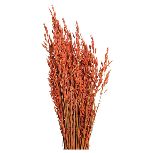 oats - 6oz - orange