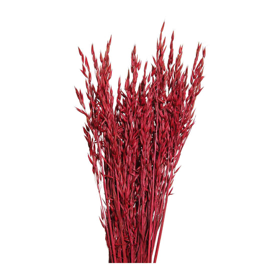 oats - 6oz - red
