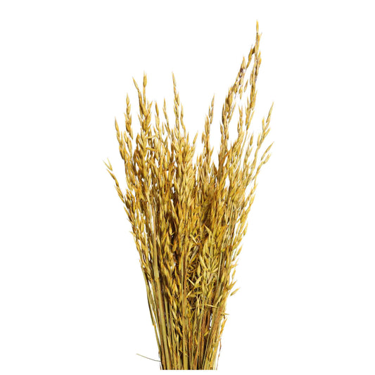 oats - 6 oz - yellow