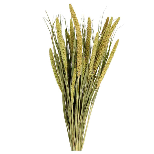 spray millet - 4 oz - natural