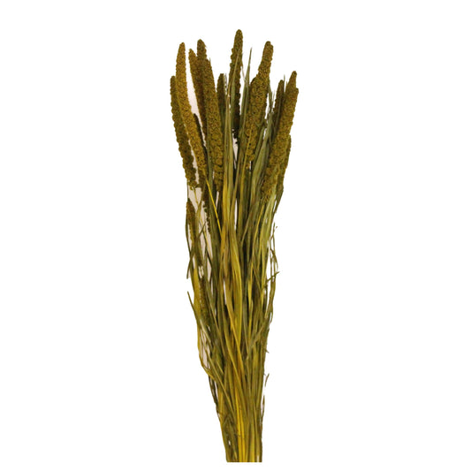 spray millet - 4 oz - moss green