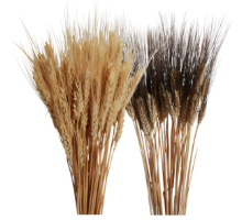 bearded wheat - 6oz - assorted case