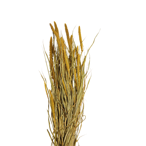 spray millet - 4 oz - yellow