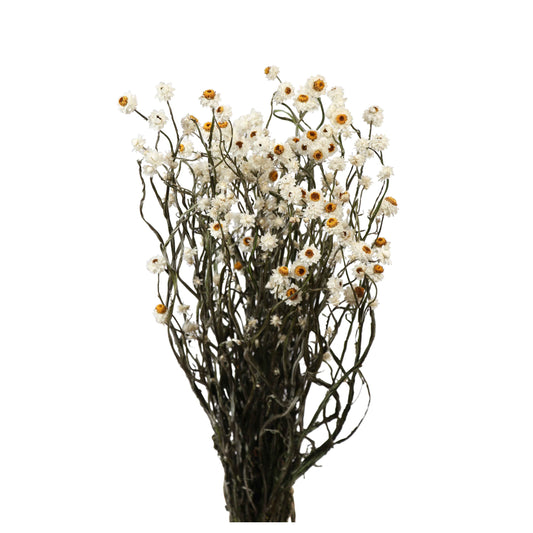ammobium - natural white