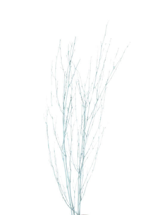 bamboo branches - blue paint