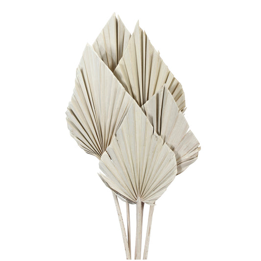 palm spear -  white wash