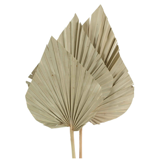 palm spear - natural - super- 3 stem