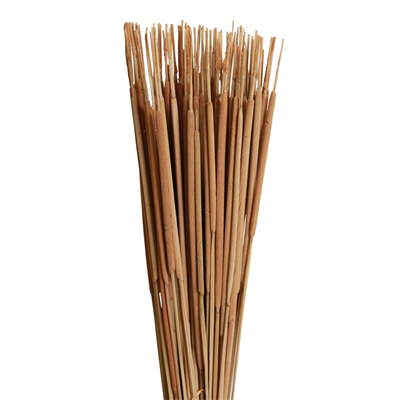 cattails pencil - 100pcs - natural