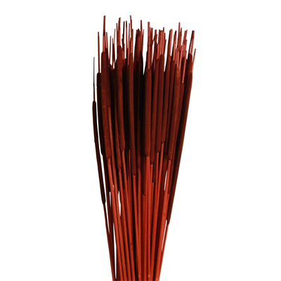 cattails pencil - 100 pcs - mahogany