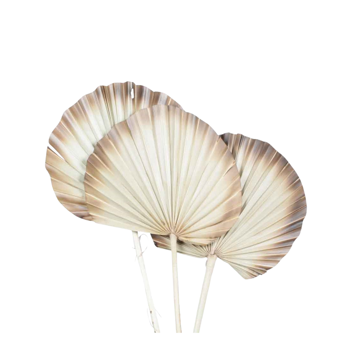 palm spear - super - burnt tip