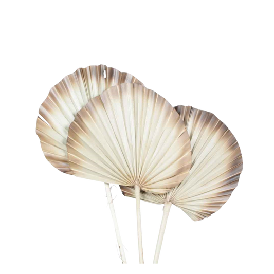 palm spear - super - burnt tip