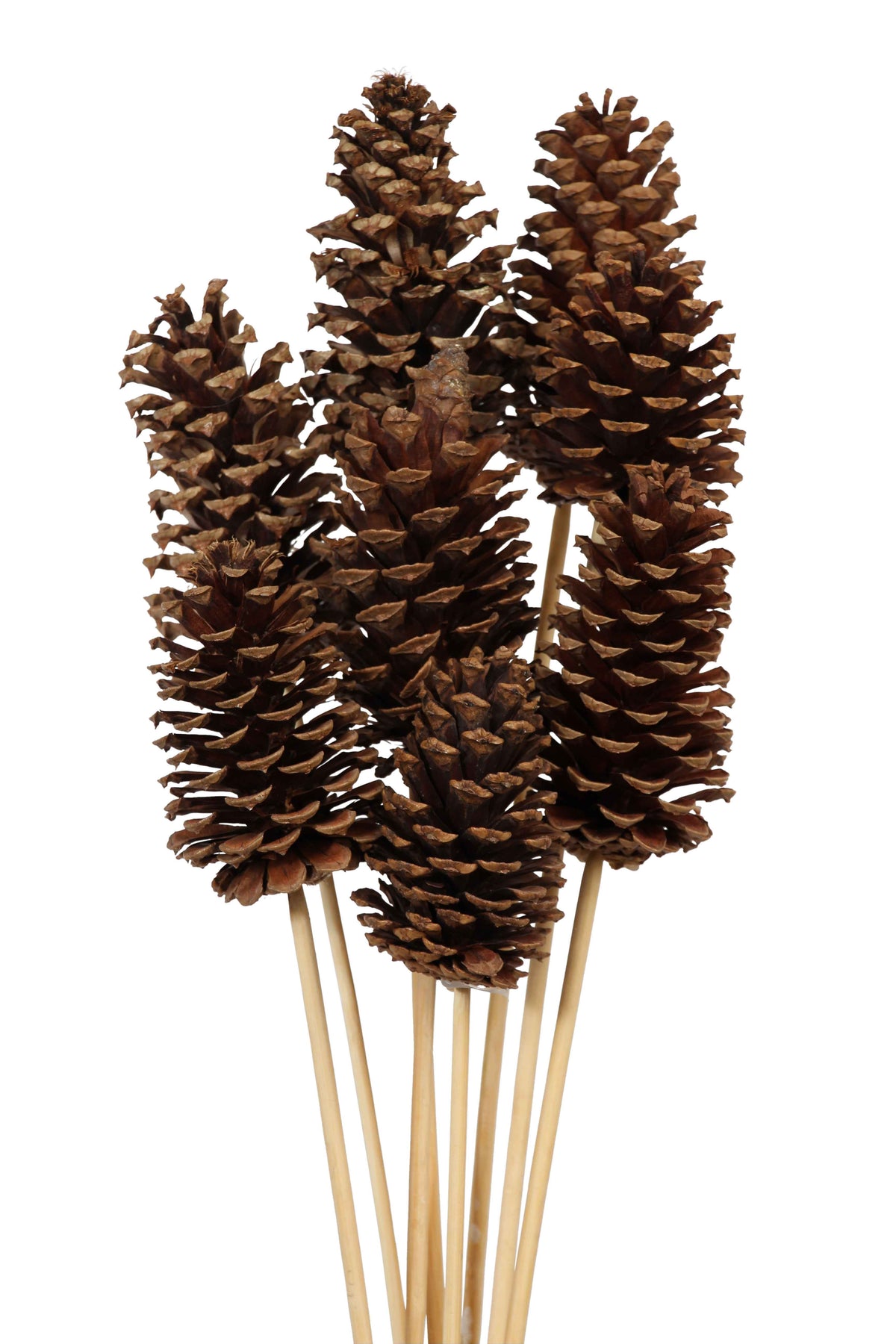 pine cones medium - 8 stem - natural