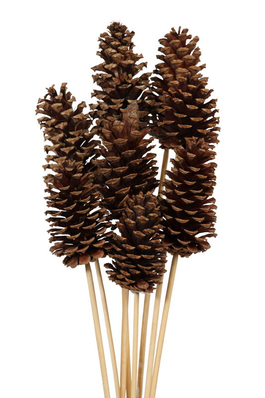 pine cones medium - 8 stem - natural
